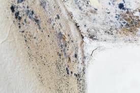 Best Mold Damage Restoration  in Baltimore, MD